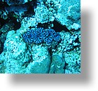 IMG_2039 - "Ngemelis Coral Garden", Palau