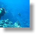 IMG_2041 - "Ngemelis Coral Garden", Palau