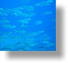 IMG_2063 - "Blue Holes & Blue Corner", Palau