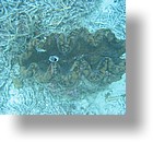 IMG_2065 - "Clam City", Palau