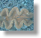 IMG_2066 - "Clam City", Palau