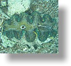 IMG_2068 - "Clam City", Palau