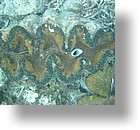 IMG_2070 - "Clam City", Palau