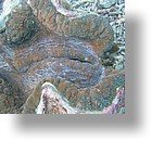 IMG_2072 - "Clam City", Palau