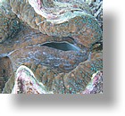 IMG_2075 - "Clam City", Palau