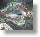 IMG_2076 - "Clam City", Palau