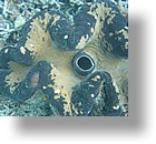 IMG_2078 - "Clam City", Palau