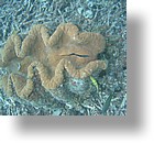 IMG_2080 - "Clam City", Palau