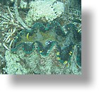 IMG_2081 - "Clam City", Palau