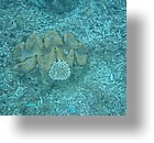 IMG_2082 - "Clam City", Palau
