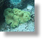 IMG_2087 - "Clam City", Palau