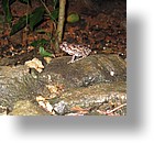 IMG_2100 - Palau Plantation Resort, Koror