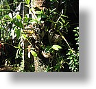 IMG_2104 - Palau Plantation Resort, Koror