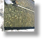 IMG_2110 - Palau Mariculture Demonstration Center (giant clams), Malakal