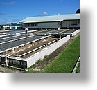 IMG_2111 - Palau Mariculture Demonstration Center (giant clams), Malakal