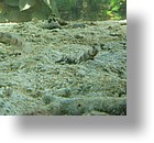 IMG_2114 - Palau International Coral Reef Center